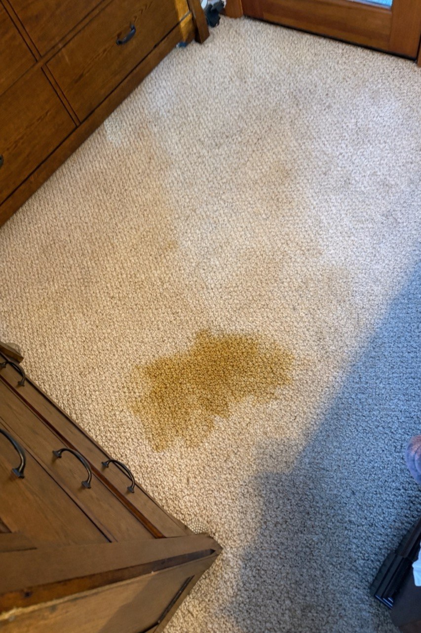 Before carpet cleaning Tacoma WA